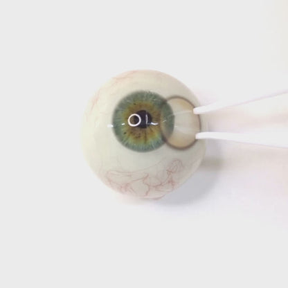 Sakura Mousse for astigmatism ｜ M1892