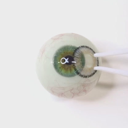 Sketch Greige for Astigmatism | M1552