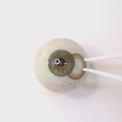 Hue Brown  for astigmatism ｜M292