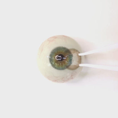 Milk Tea Beige For astigmatism | M1728