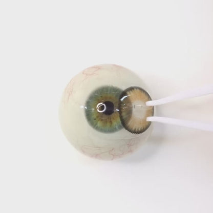 Caramel Chiffon for Astigmatism ｜ M1626