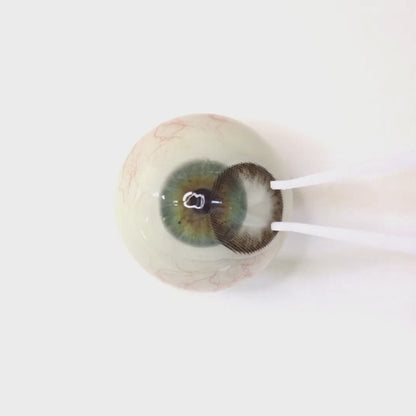 Cacao Mousse for Astigmatism ｜M1345