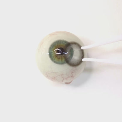 Misty Ash for astigmatism | M1798