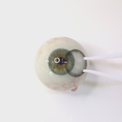 Ash Taupe for Farsightedness | F1043