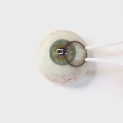 Teddy Brown for astigmatism | M1803