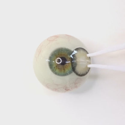 Champagne Haze for Farsightedness ｜ F1627