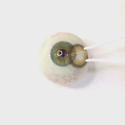 Honey Sun for astigmatism  ｜ M1797